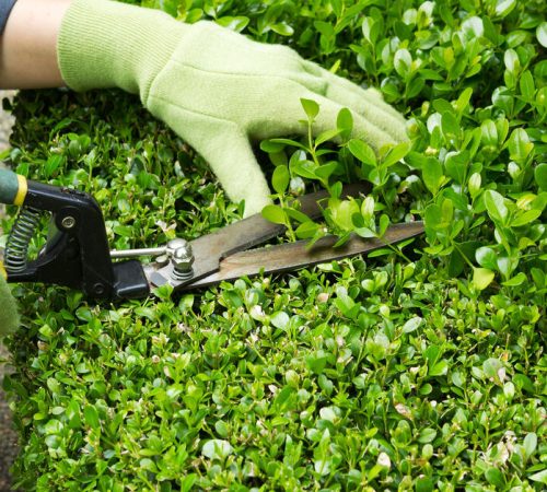Horizontal photo of hands, wearing gloves, trimming hedges with manual shears